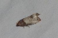 Notocelia roborana
