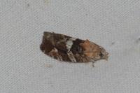 Eudemis profundana