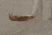 Ypsolopha dentella