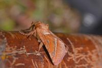 Triodia sylvina