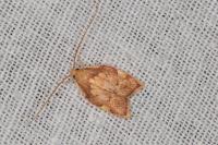 Carcina quercana