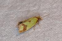 Agapeta zoegana
