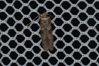 Blastobasis glandulella