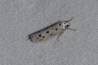 Ethmia dodecea