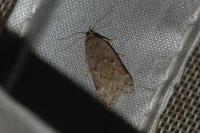 Anacampsis