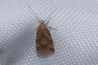 Brachmia blandella
