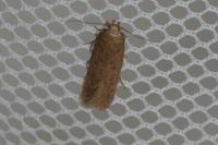Bryotropha terrella