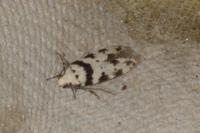 Pseudotelphusa scalella
