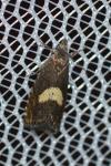 Dichrorampha petiverella