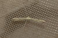 Adaina microdactyla