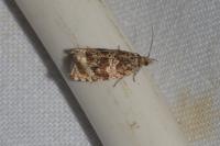Celypha lacunana