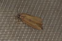 Bactra venosana