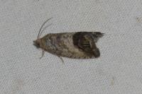 Cydia splendana
