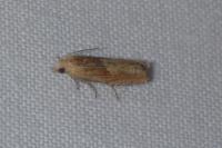 Eucosma gr. cana