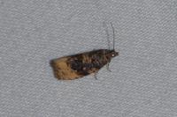 Hedya ochroleucana