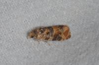 Lobesia reliquana