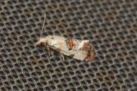 Neocochylis hybridella