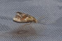 Cochylidia rupicola