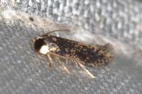 Zimmermannia