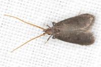 Lecithocera nigrana