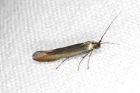 Coleophora