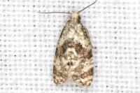 Phalonidia manniana