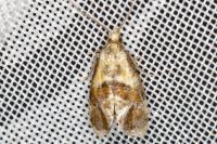 Cochylidia rupicola