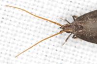 Lecithocera nigrana