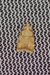 Acleris bergmanniana