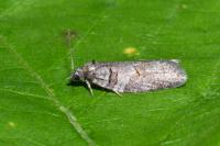 Eana incanana