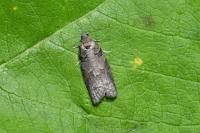 Eana incanana