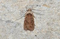 Agonopterix heracliana