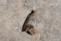 Cydia splendana