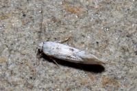 Herrichia excelsella