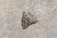 Dichelia histrionana