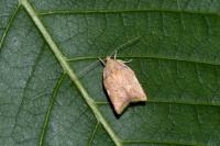 Carcina quercana