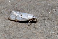 Herrichia excelsella