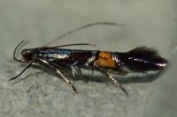 Cosmopterix orichalcea