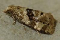 Phalonidia manniana