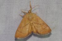 Apoda limacodes