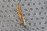 Argyresthia