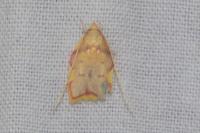 Carcina quercana