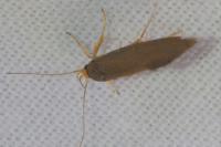 Crassa unitella