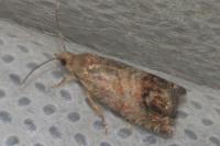 Cydia splendana