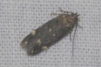 Dichomeris alacella