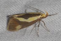 Harpella forficella