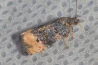 Metendothenia atropunctana