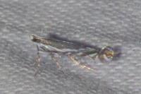 Micrurapteryx kollariella