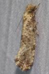 Morophaga choragella