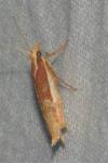 Ypsolopha parenthesella